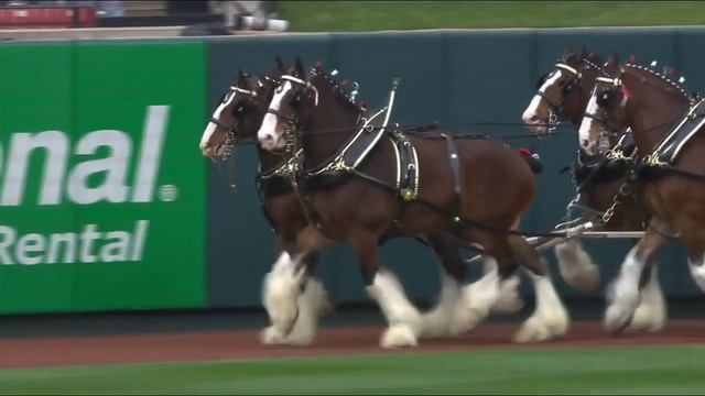 Budweiser Clydesdales circle the field at Busch Stadium смотреть онлайн