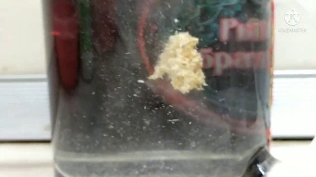 Насадка для ловли карася азиатским методом... смотреть онлайн