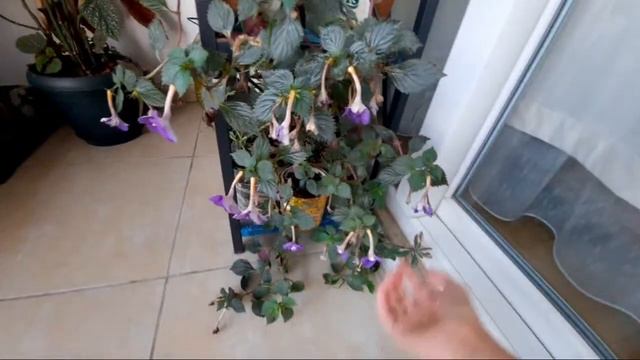 Achimenes Çiçeği Türleri ÇİÇEK Bakımı смотреть онлайн