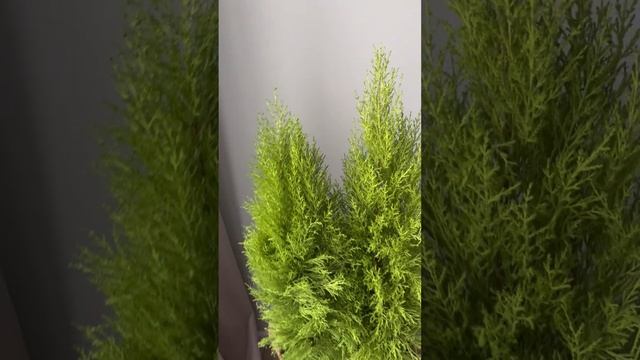 Домашний кипарис, высота 1 метр. Заказать в СПб inst @janaplants7466 смотреть онлайн