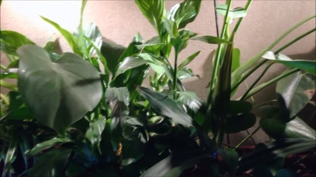 Интерактивный аквариумный туризм №27 смотреть онлайн