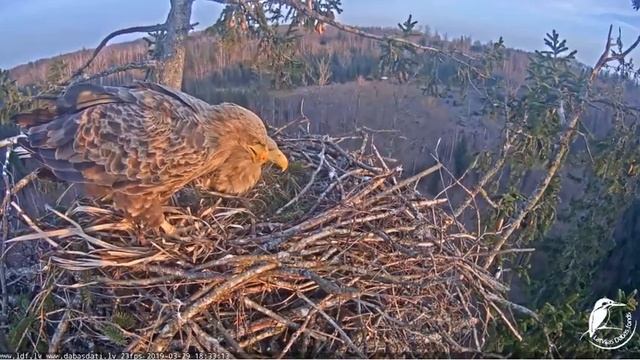 Juras erglis 2019 03 29 смотреть онлайн