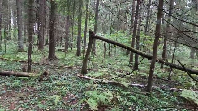 ОхоТа в Лес! Охота На БЕЛЫЕ ГРИБЫ! Грибалка. #белый гриб #грибы смотреть онлайн