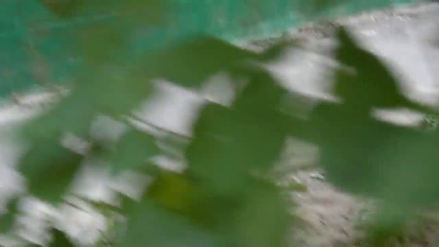 Кошка съела воробья смотреть онлайн