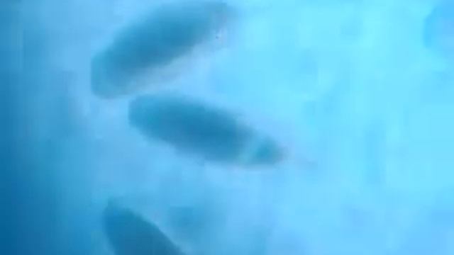 Huevos de quironómido, Chironomus, Quironómidos, Chironomus egg mass. смотреть онлайн