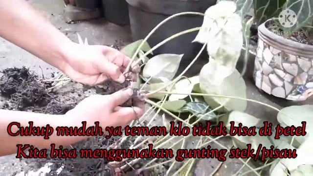 Cara Mudah Memperbanyak Kuping Gajah(Anthurium Crystallinum) смотреть онлайн