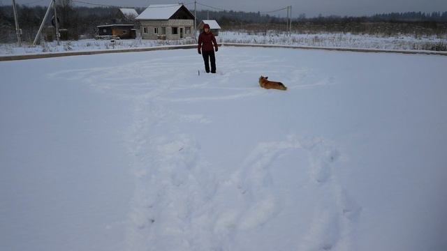 Корги Дождик : неугомонный мальчик))) смотреть онлайн