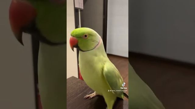 Говорящий ожереловый попугай Ричи обезьянка смотреть онлайн