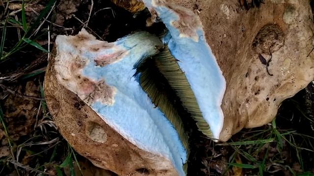 Blue bolete (uprooted by a mycophobe!) смотреть онлайн