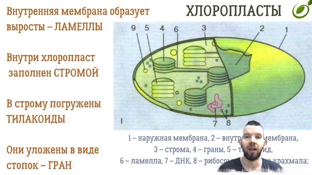 Л.14 | ПОЛУАВТОНОМНЫЕ ОРГАНОИДЫ КЛЕТКИ | ОБЩАЯ БИОЛОГИЯ ЕГЭ смотреть онлайн