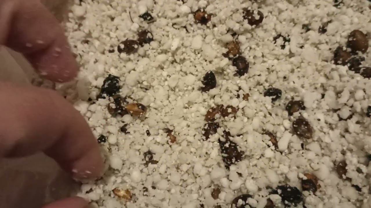 Первые проростки на стратифицированных косточках черешни. Осмотр. выборка проростков, торопыг. смотреть онлайн