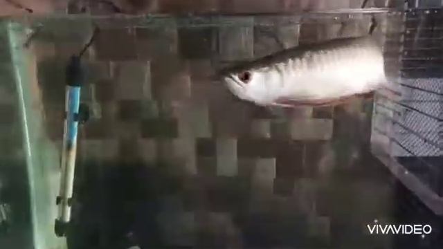 Arowana Feeding time #chiken liver #perl & asian arowana!!!!! смотреть онлайн