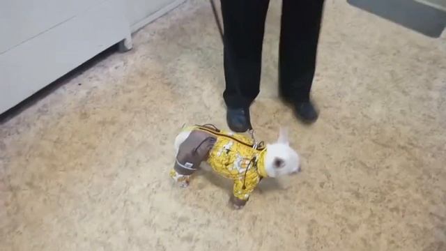 Чихуа - осенний комбинезон смотреть онлайн