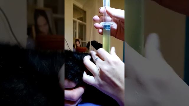 Как поставить катетер коту в домашних условиях