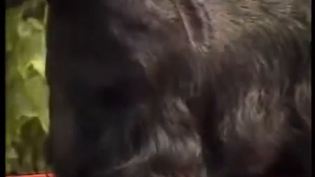 Породы собак. Шотландский (скотч) терьер и... силихем смотреть онлайн