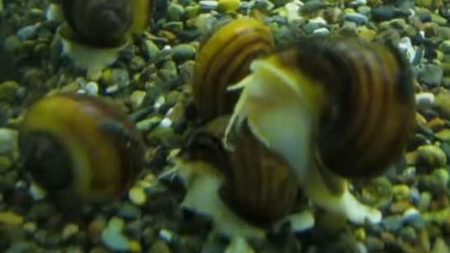 Ампулярии( Tатьяна)