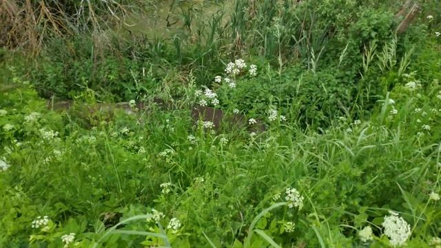 Влог/#подмосковье #природа #лес Прогулка на природе/Слизняк-мутант?/Красивая природа Подмосковья смотреть онлайн