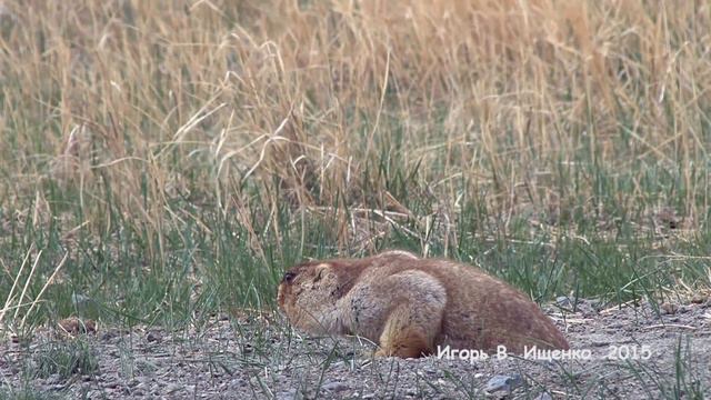 Монольские сурки тарбаганы  Часть 1