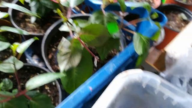 Фуксия после перевалки и прищипки. смотреть онлайн
