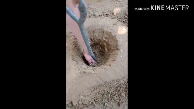 How To Grow Champa/ Plumeria Alba / चम्पा का पौधा घर पर कैसे लगाए??