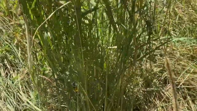 Installing the solar off grid irrigation and fruit tree update смотреть онлайн