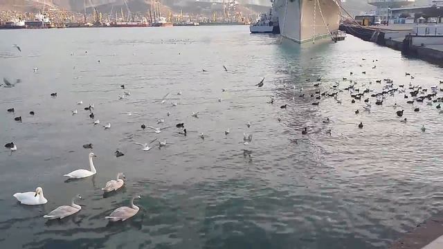 #Новороссийск. Прилетели зимовать лебеди, как раз под Новый год смотреть онлайн