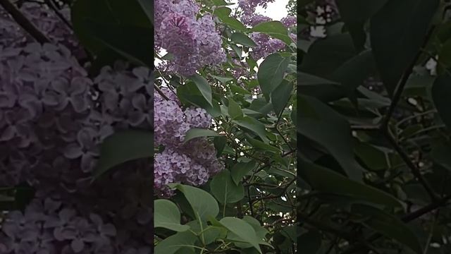 Вологда смотреть онлайн