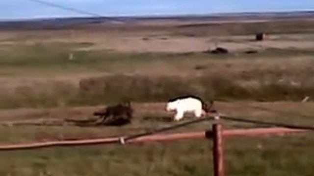 Надым. Медведь и олени. Новости Жирновска- форум ЖИРАФ смотреть онлайн