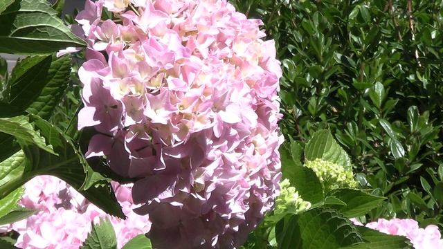 4K Canon G50 and the Hydrangea - Scene 1 смотреть онлайн