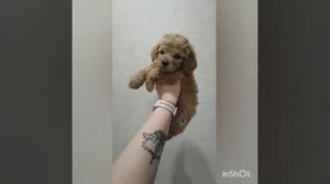 Мини мальтипу