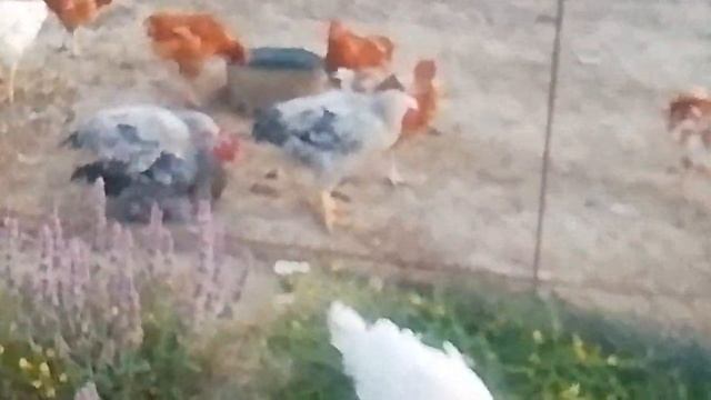 Мастер Грей куры смотреть онлайн