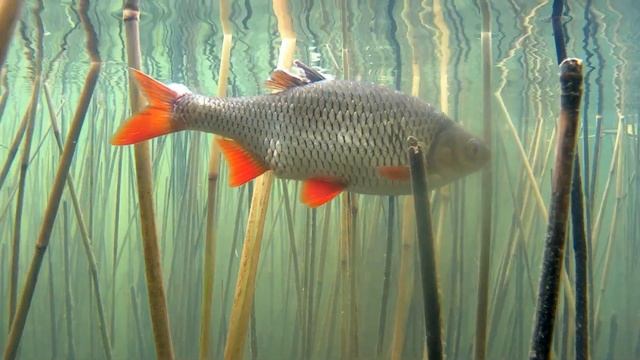 Подводная Охота Без Ружья с Палкой Много Карася (Прозрак 99%)#Подводнаяохота#Рыбалка#PoDvOhTV34 смотреть онлайн