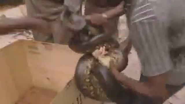 Змея атаковала девушку