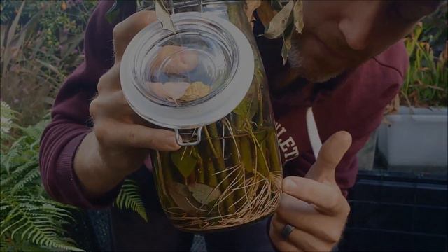 The LAST quail eggs - Why Quail Stop Laying and Propagating Willow смотреть онлайн