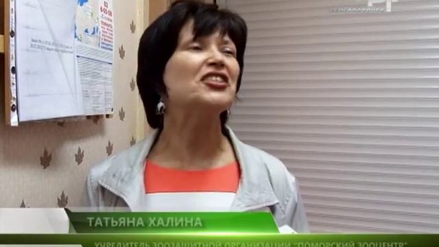 ТРАВЯТ КОШЕК смотреть онлайн