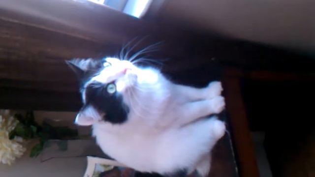 Cat talk смотреть онлайн