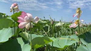 Экскурсионная поездка на лотосовые поля в Астрахани