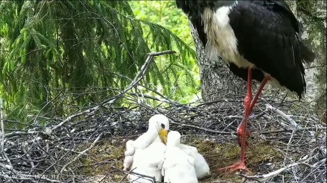 Must-toonekurg2 | Hungry babies waiting for food | June 02, 2022 смотреть онлайн