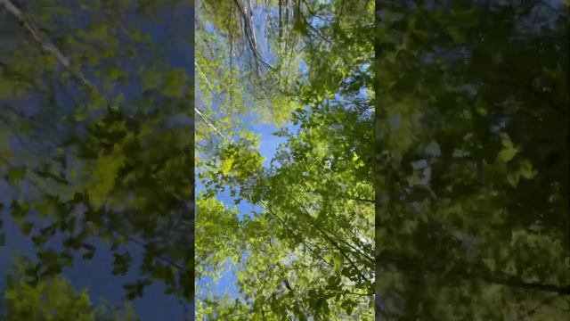 Мезмай. Лес. Солнце. Медитация и релаксация. Видео и музыка для отдыха. смотреть онлайн