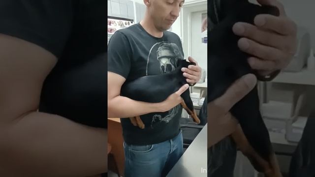 Вторая прививка, через 2 недели можно гулять. #щенок #dog #прививка смотреть онлайн