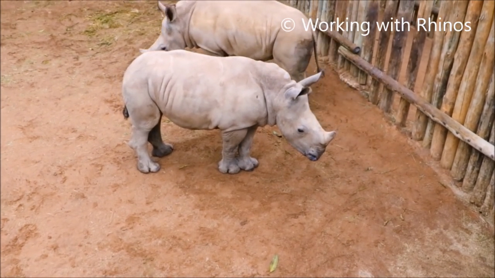 Плач носорогов :( смотреть онлайн