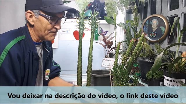 #Como fazer o transplante de opuntia subulata? #PauloBonsai?? смотреть онлайн