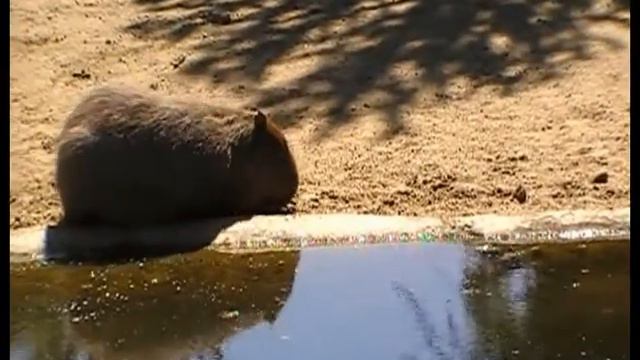 Krefelder Zoo смотреть онлайн