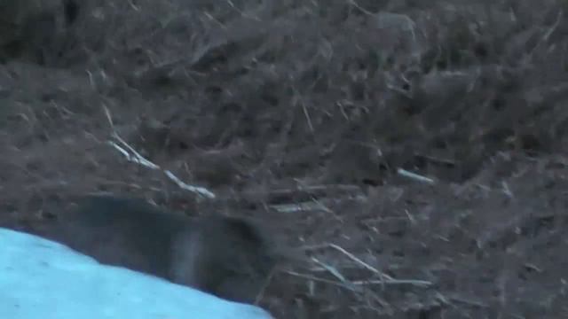 Серый у храма в Потеряевке. Любимец Виктора и наш. Подброшенный был. смотреть онлайн