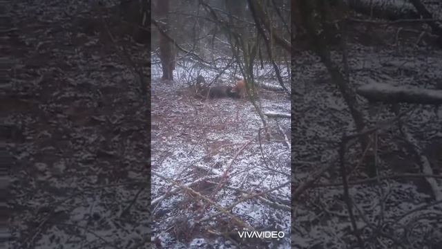 Охота на кабана ЗСЛ Кайра - Ая вл.Приходько М смотреть онлайн