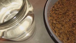 Польза отвара овса для организма