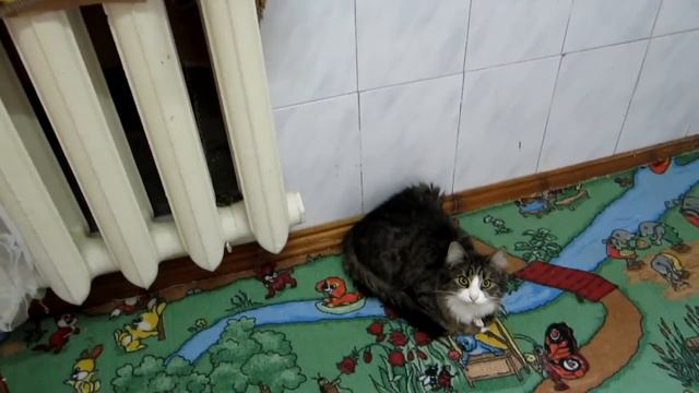 Кошка смешно мяукает / Funny cat meows смотреть онлайн