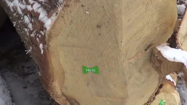 OAK LOGS QUERCUS ROBUR смотреть онлайн