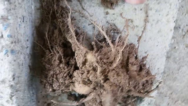 Yıldız/Patates/Dahlia çiçeği смотреть онлайн