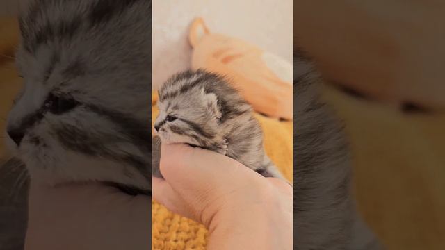 Kitten opened its eyes on the 7th day after birth and began to meow even cuter 🫠 #meow смотреть онлайн